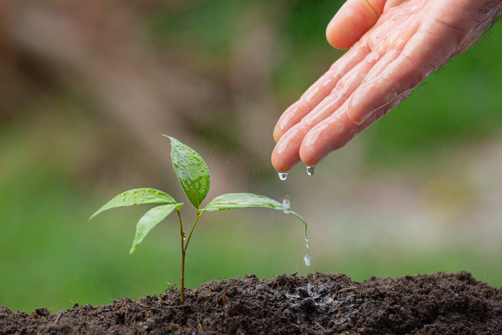 close-up-picture-hand-watering-sapling-plant close-up-picture-hand-watering-sapling-plant
