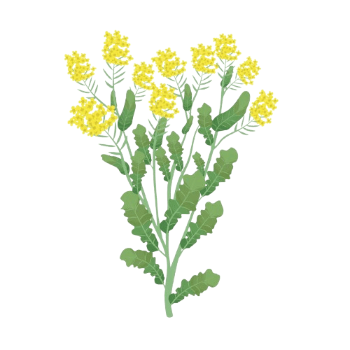 rapeseed rapeseed